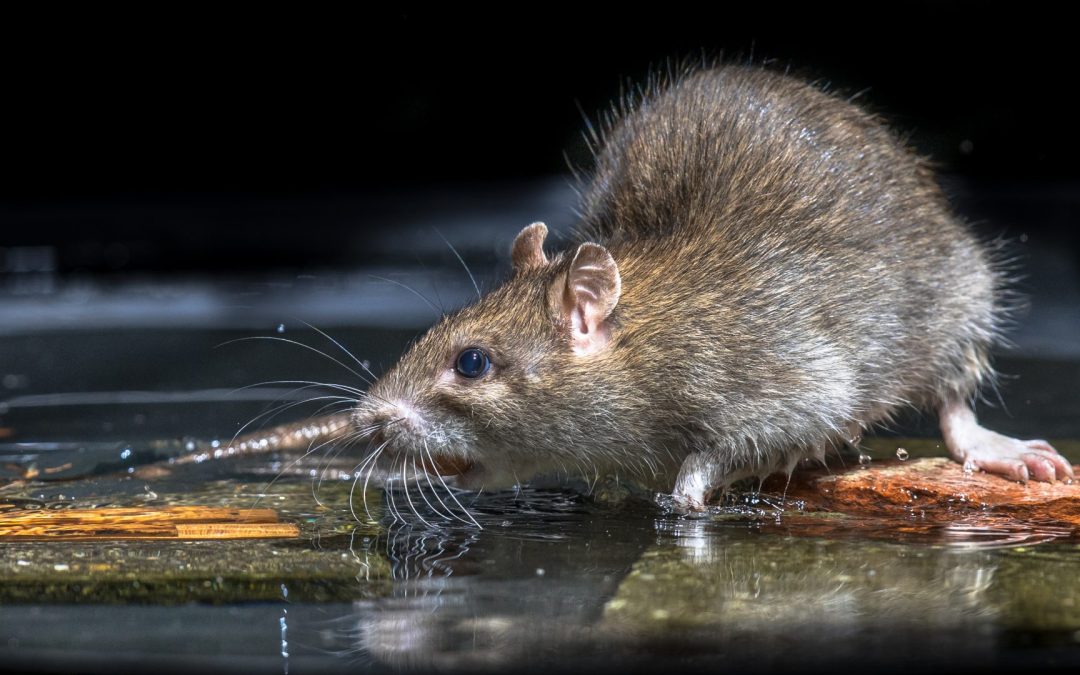 rat removal